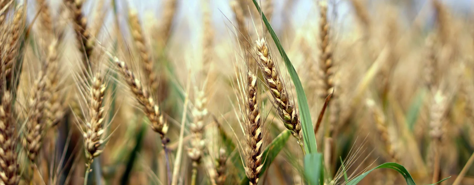 wheat-1556699.jpg