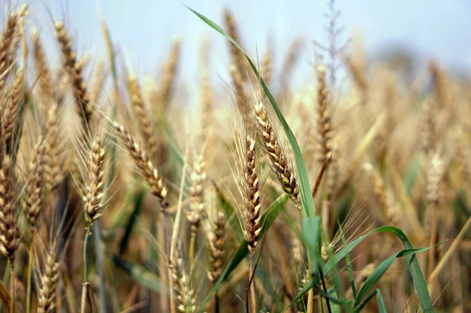wheat-1556699.jpg