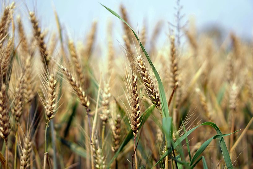 wheat-1556699.jpg